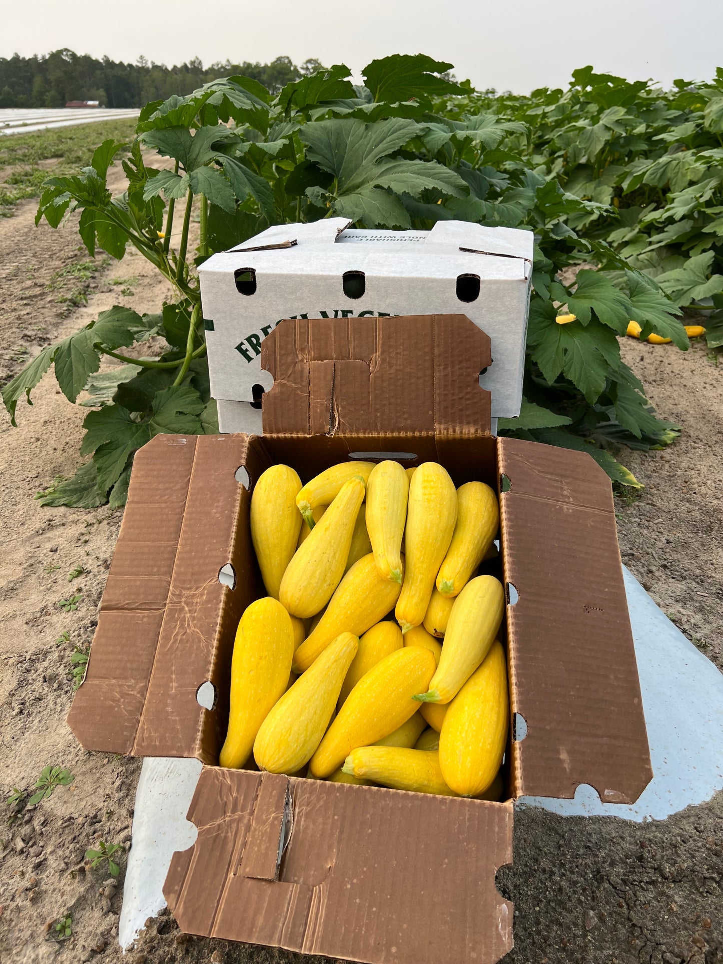 Yellow Squash (Medium)