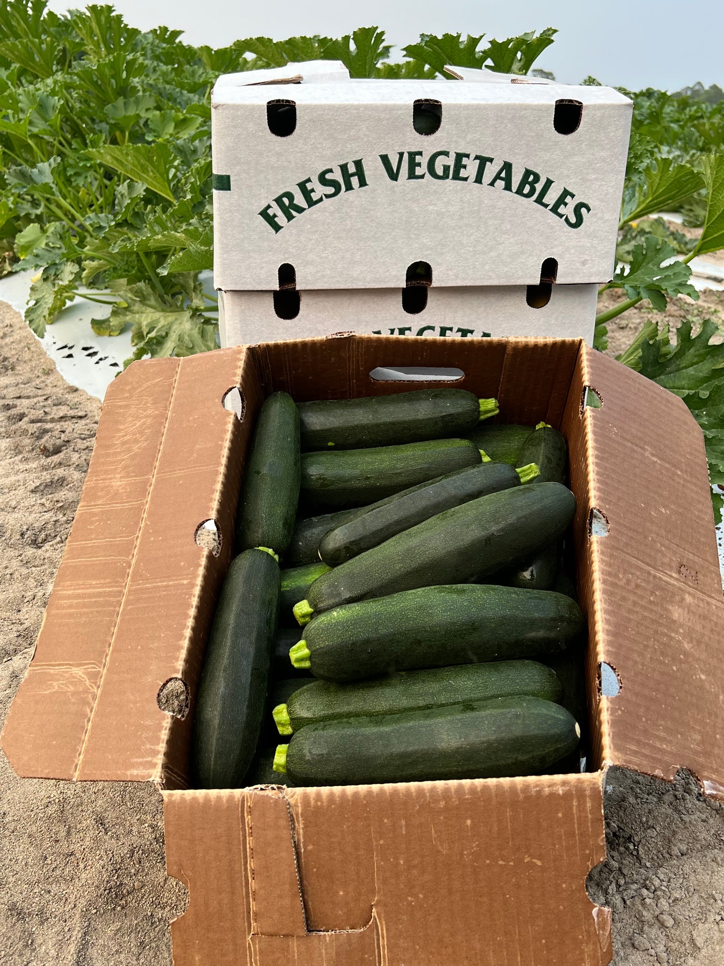 Zucchini (Medium)