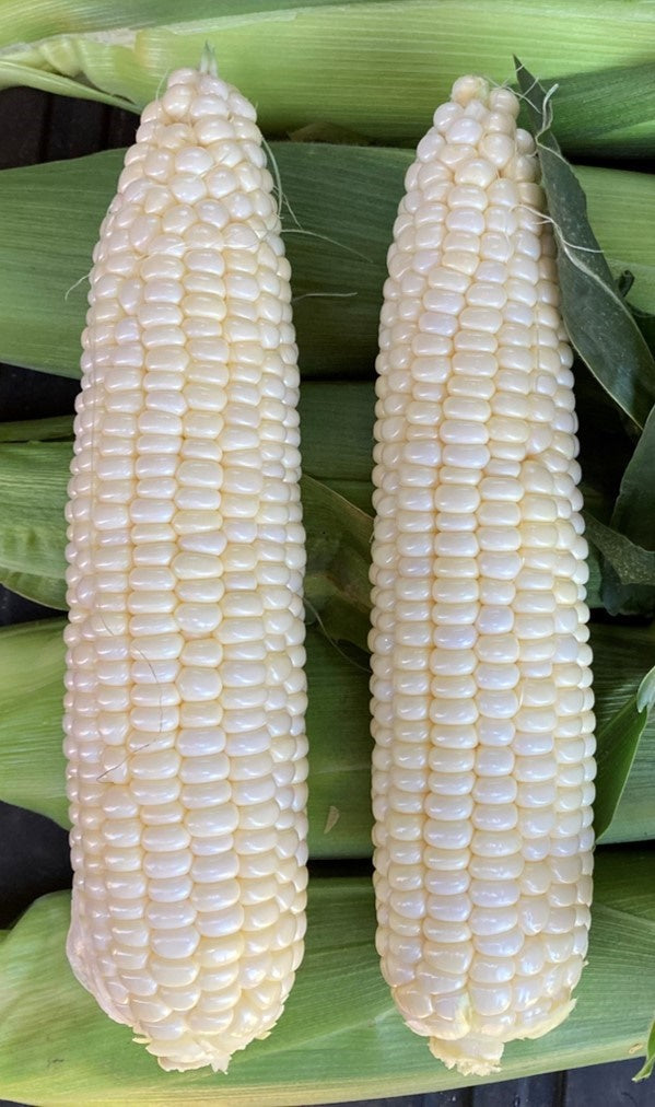 Corn