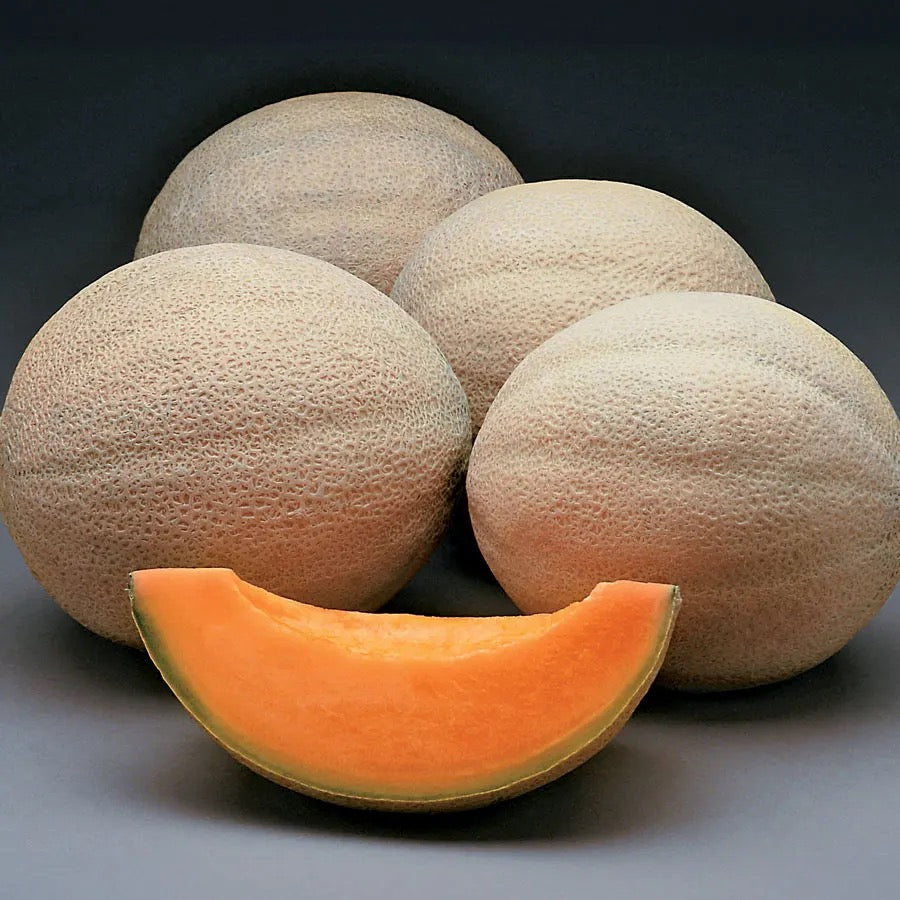 Cantaloupe