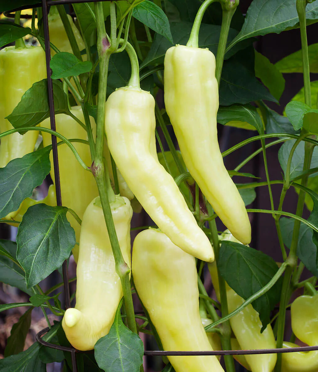 Sweet Banana Peppers